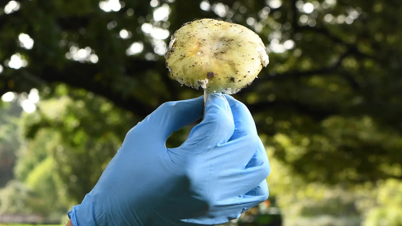 Four relatives came to lunch. Three died with symptoms of ‘death cap’ mushroom poisoning